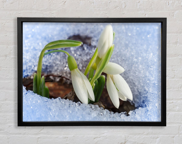 White snowdrops peering through the snow Framed Print