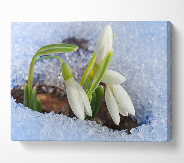  A Canvas Print of White snowdrops peering through the snow Canvas Wall Art