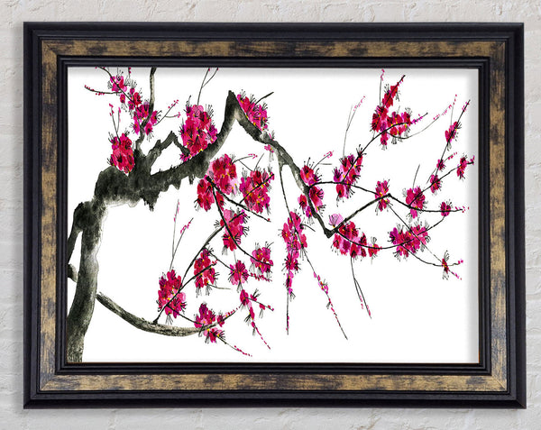 Cherry blossom illustration Framed Print