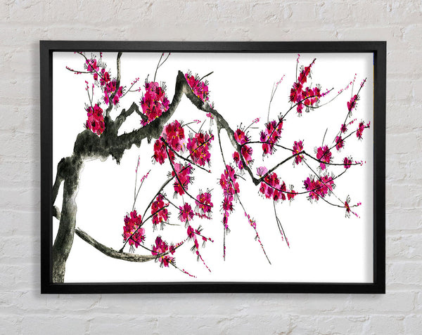 Cherry blossom illustration Framed Print