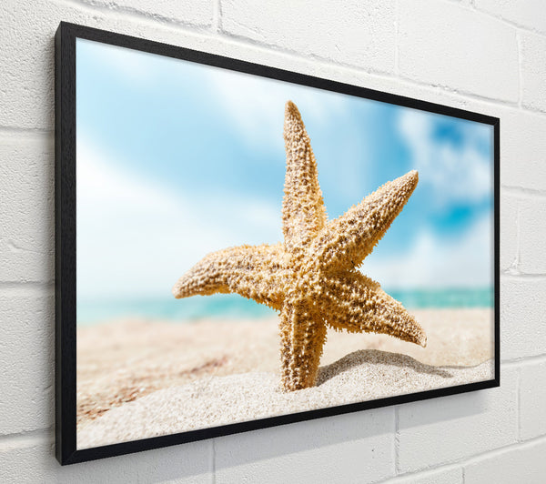Starfish in detail sands