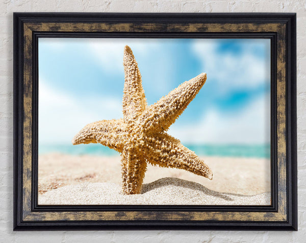 Starfish in detail sands