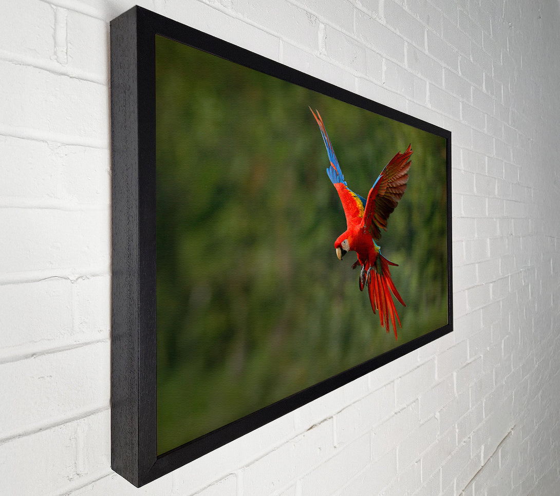  A Canvas Print of Red Mccaw in flight Canvas Wall Art
