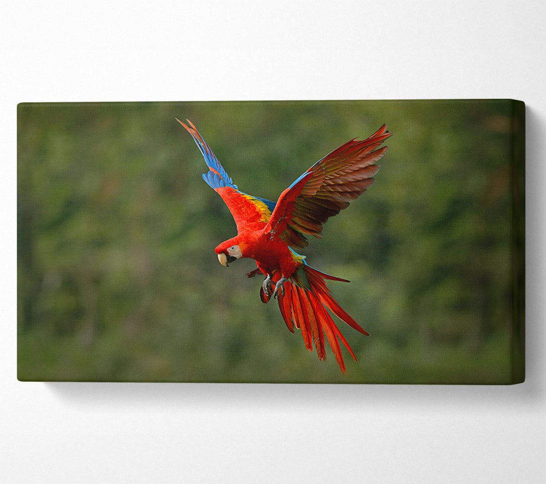  A Canvas Print of Red Mccaw in flight Canvas Wall Art
