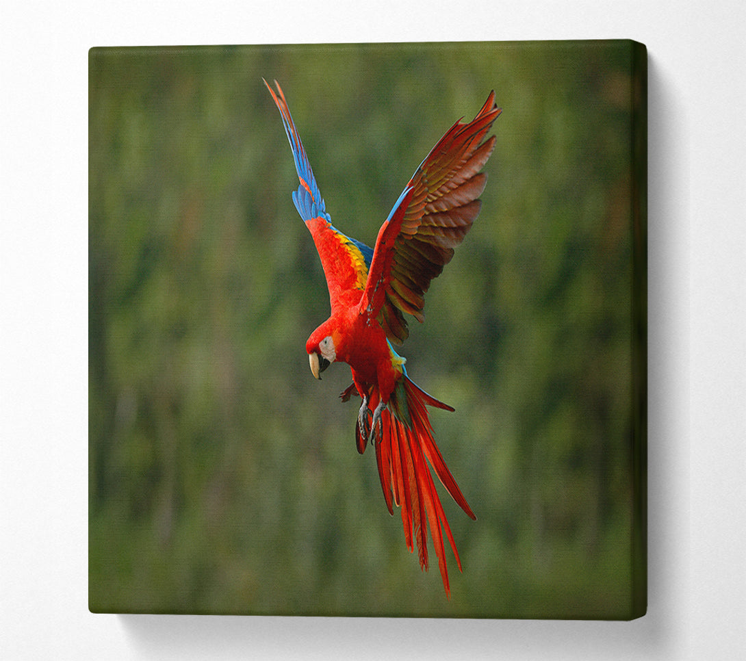  A Canvas Print of Red Mccaw in flight Canvas Wall Art