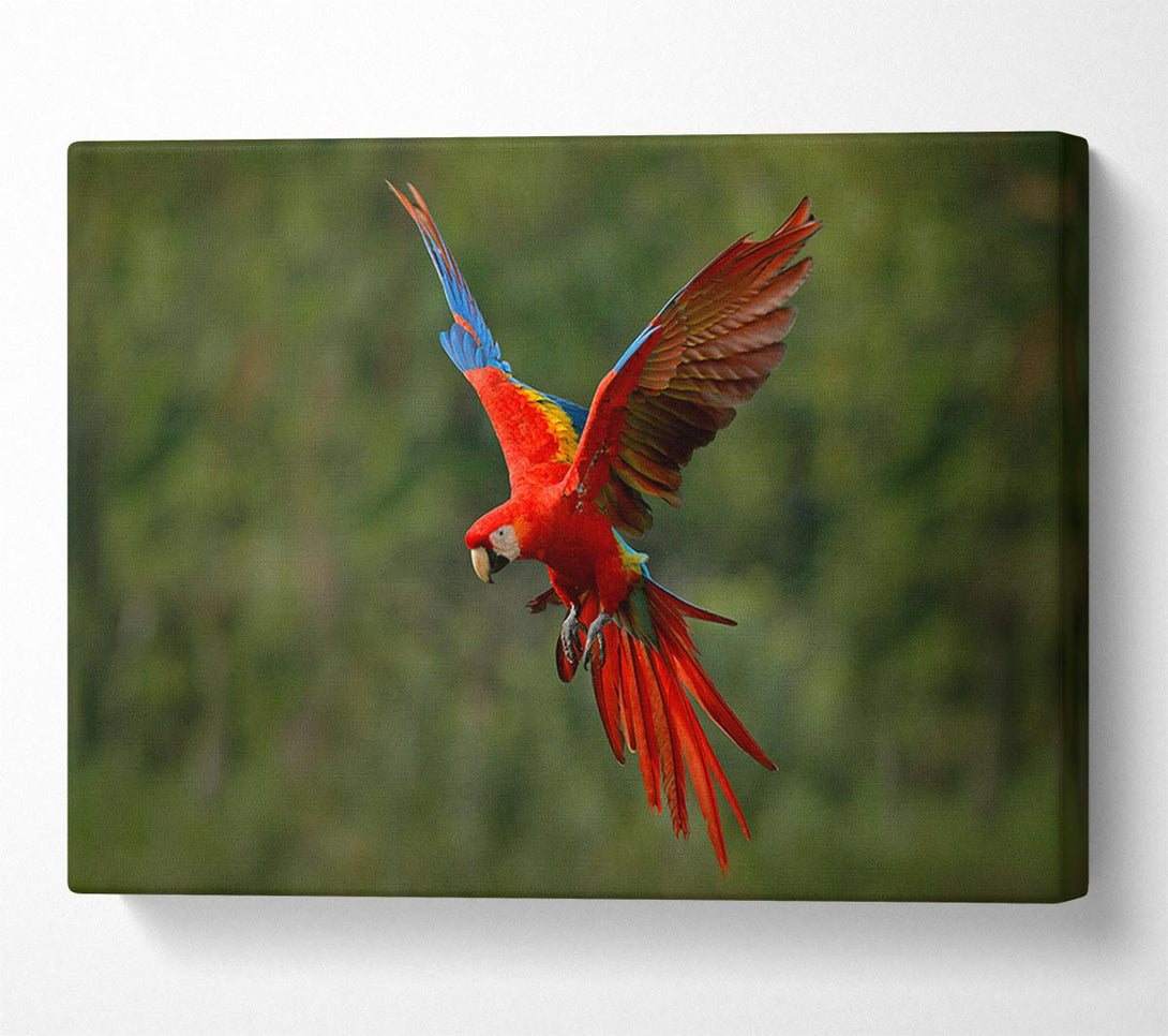  A Canvas Print of Red Mccaw in flight Canvas Wall Art