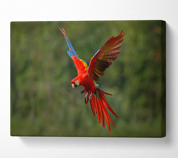  A Canvas Print of Red Mccaw in flight Canvas Wall Art