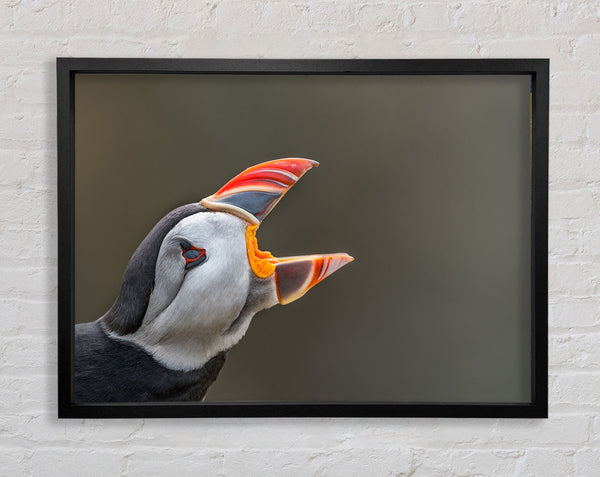 Puffin sounding the alarm Framed Print
