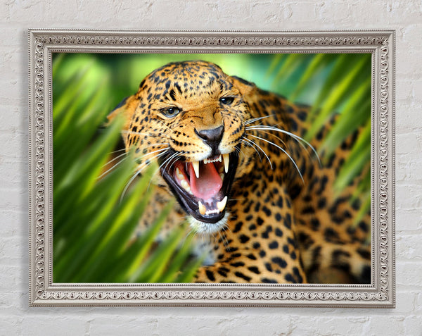 Fierce leopard in the grass Framed Print
