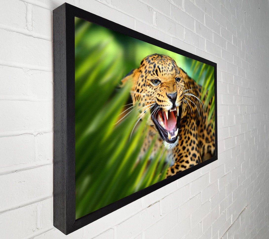  A Canvas Print of Fierce leopard in the grass Canvas Print