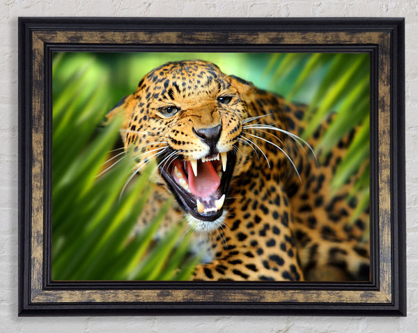 Fierce leopard in the grass Framed Print