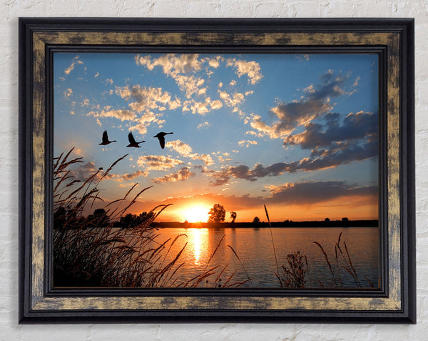 Swans flying over the lake Framed Print