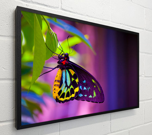 Butterfly closeup on a leaf