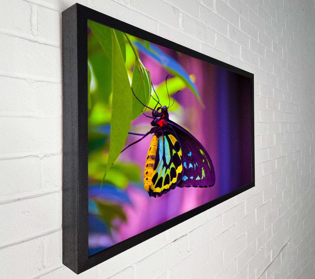  A Canvas Print of Butterfly closeup on a leaf Canvas Print