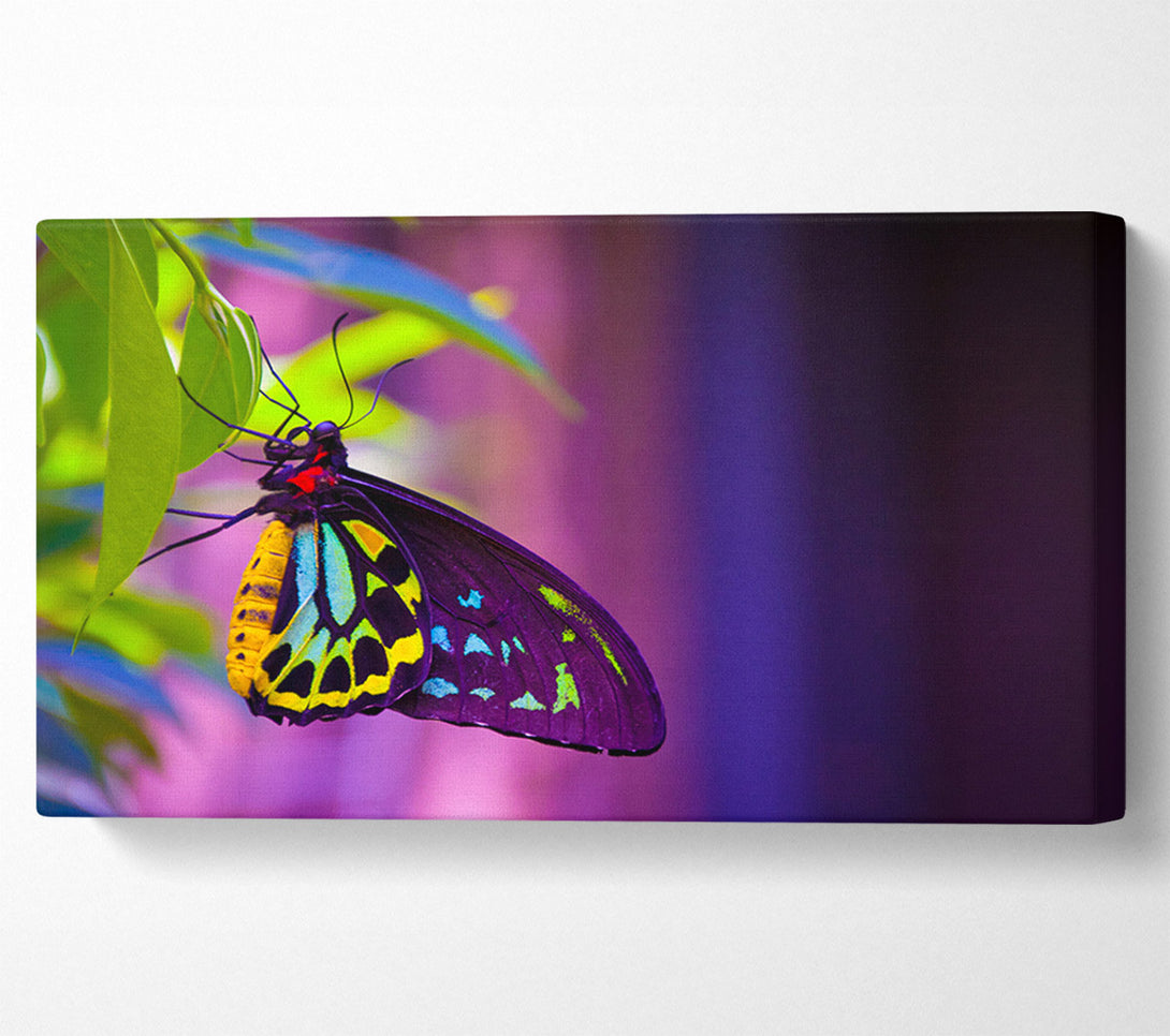  A Canvas Print of Butterfly closeup on a leaf Canvas Print