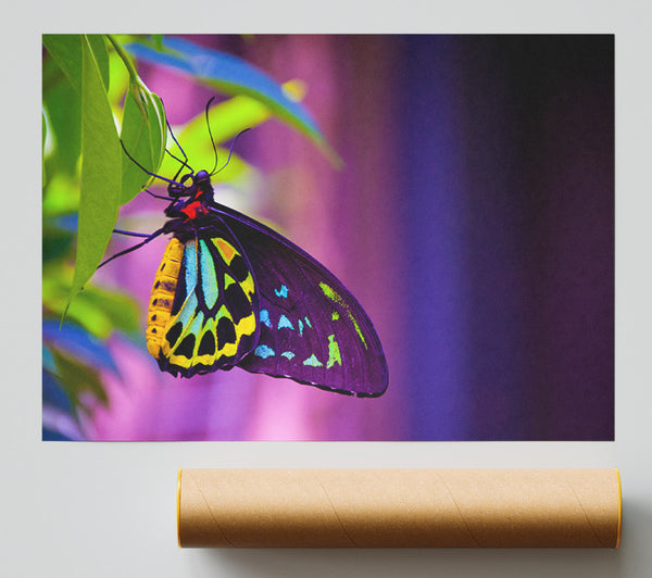Butterfly Closeup On A Leaf Poster
