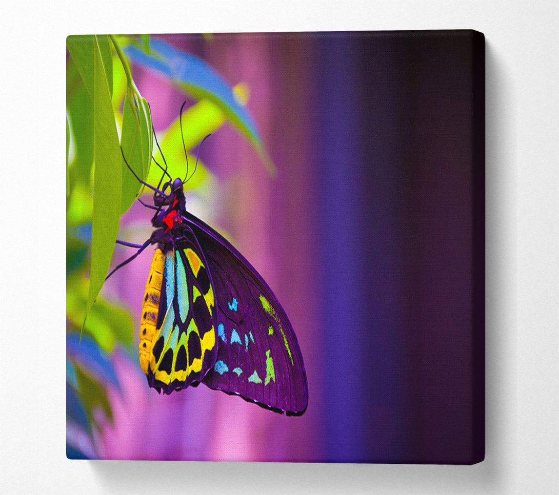 A Canvas Print of Butterfly closeup on a leaf Canvas Print
