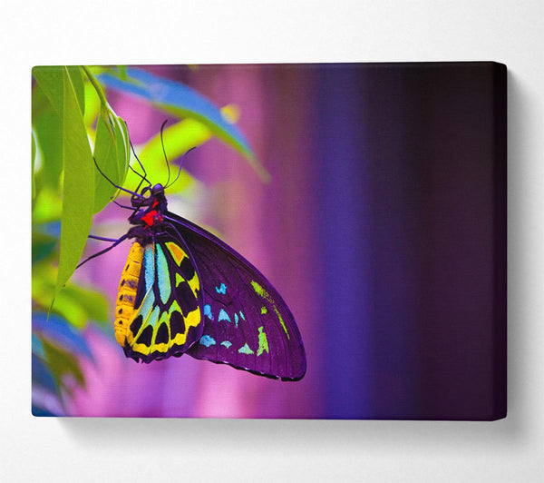  A Canvas Print of Butterfly closeup on a leaf Canvas Print