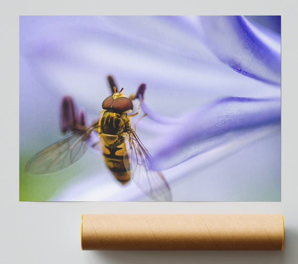 Hover Fly On A Purple Flower Print