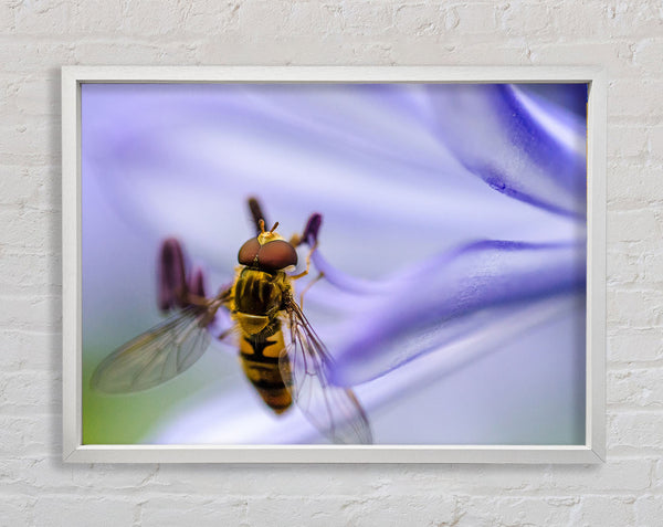 Hover fly on a purple flower Framed Print
