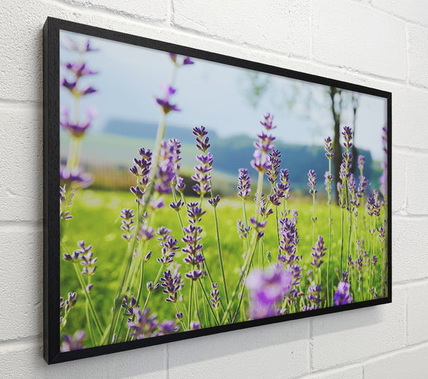 Tiny flowers suspended above the grass