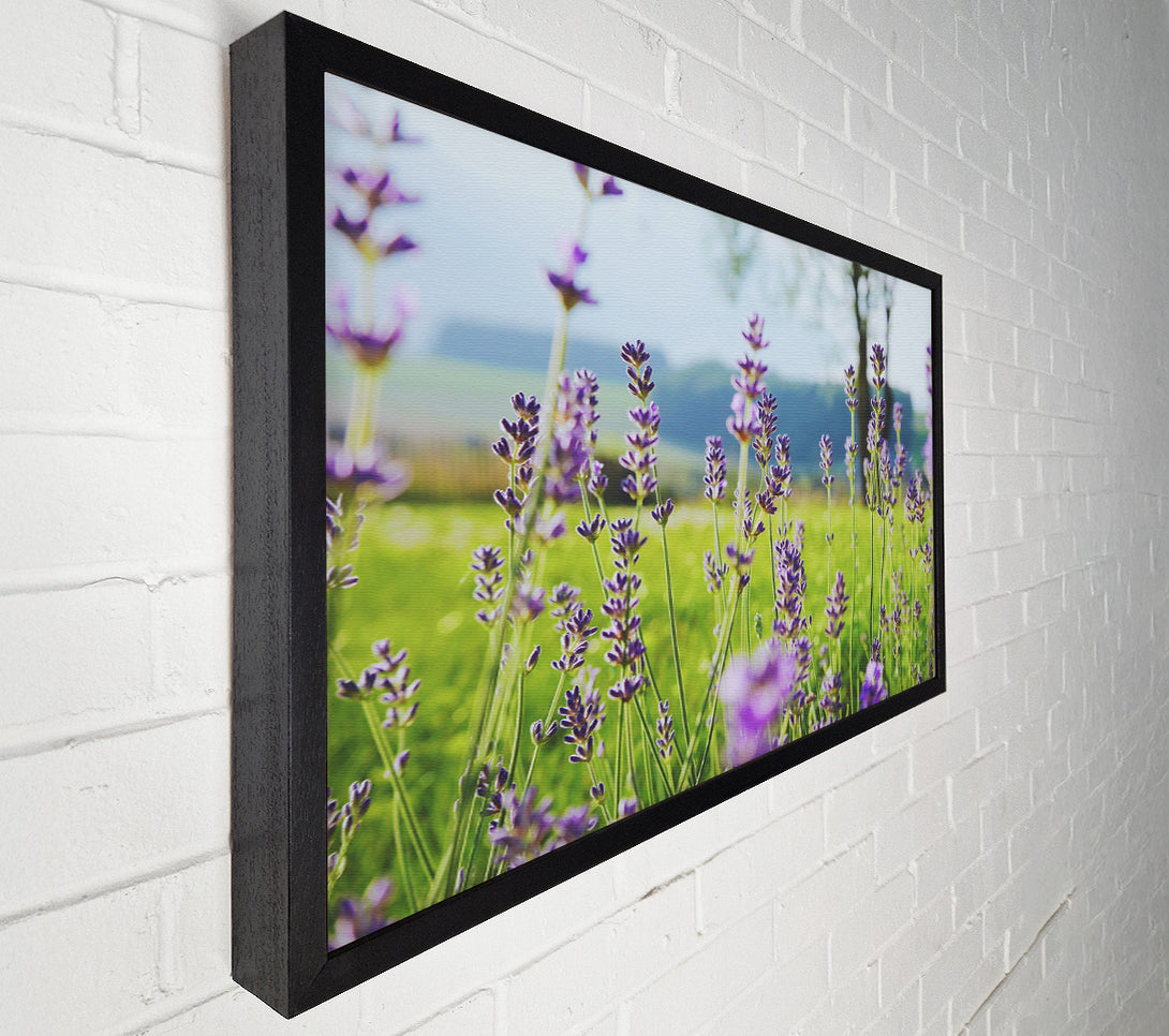  A Canvas Print of Tiny flowers suspended above the grass Canvas Wall Art