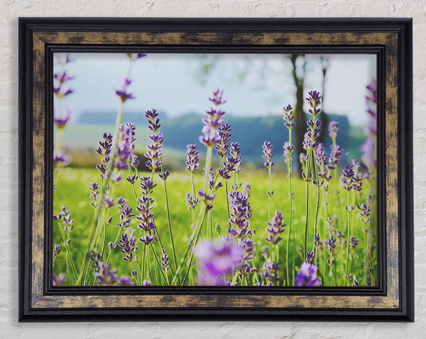 Tiny flowers suspended above the grass Framed Print