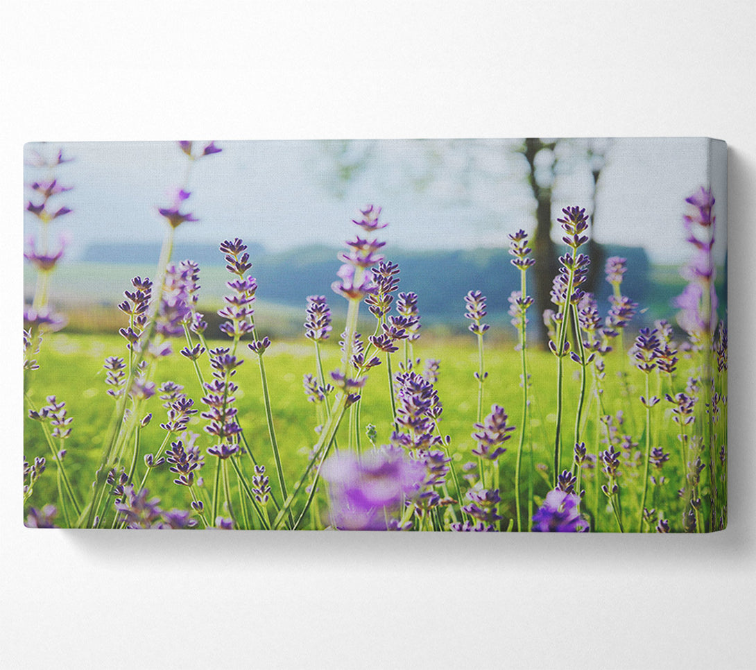  A Canvas Print of Tiny flowers suspended above the grass Canvas Wall Art
