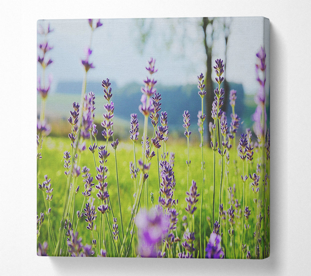  A Canvas Print of Tiny flowers suspended above the grass Canvas Wall Art