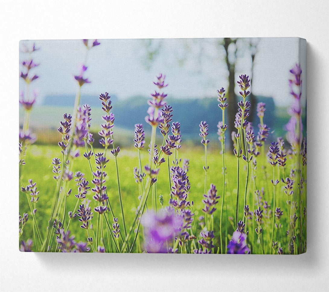  A Canvas Print of Tiny flowers suspended above the grass Canvas Wall Art