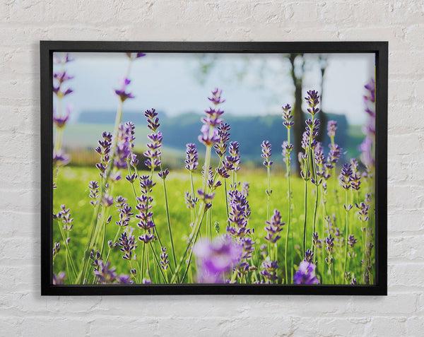 Tiny flowers suspended above the grass Framed Print