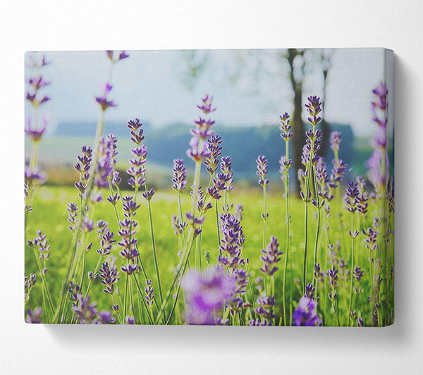  A Canvas Print of Tiny flowers suspended above the grass Canvas Wall Art