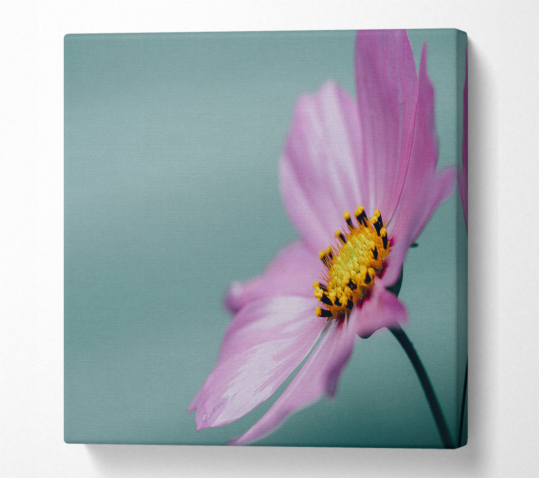  A Canvas Print of Flower shot from the side pink Canvas Art