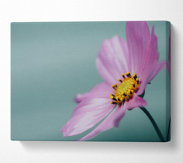  A Canvas Print of Flower shot from the side pink Canvas Art