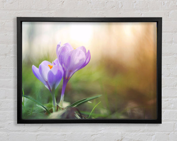Purple crocus in soft focus Framed Print