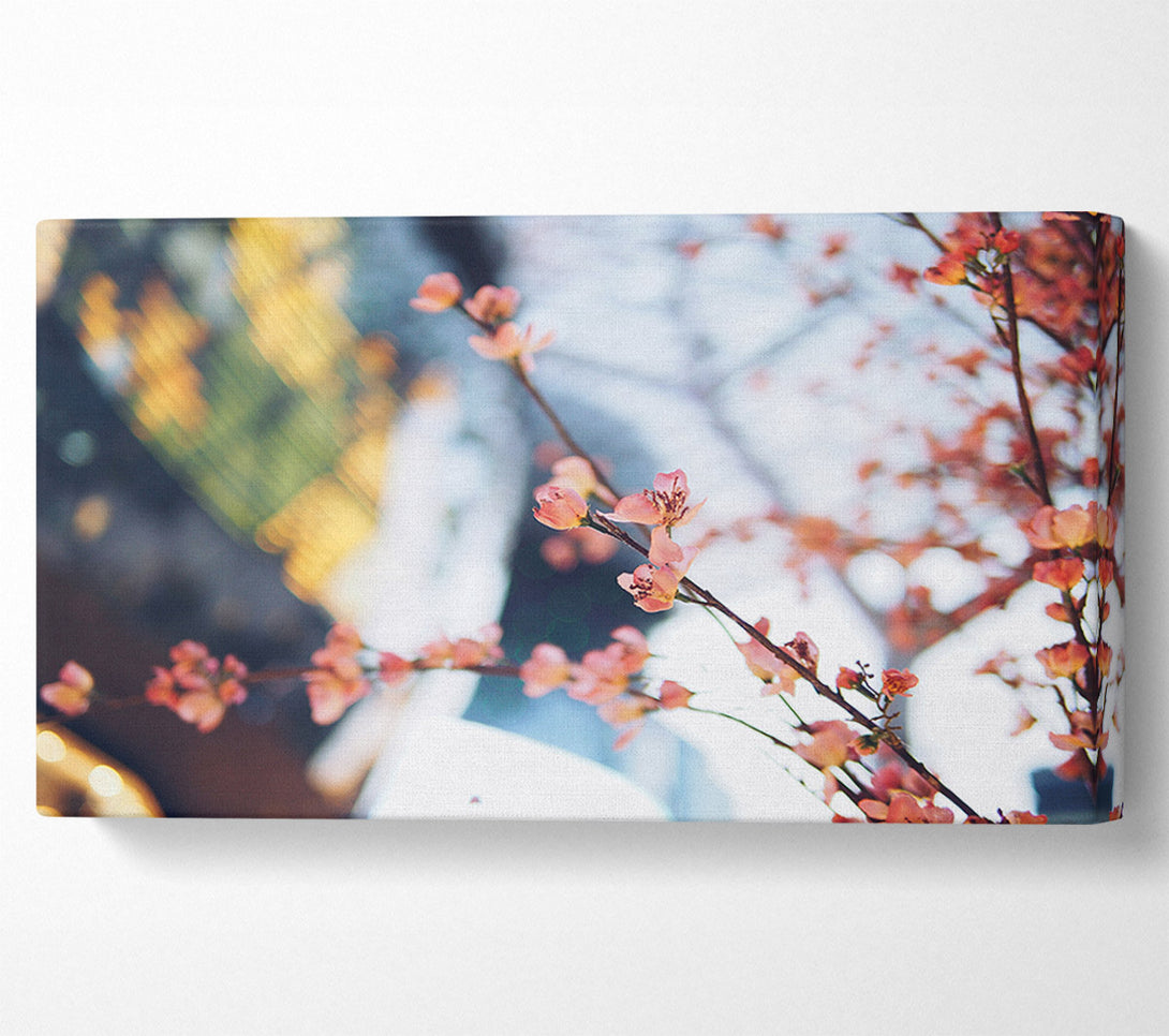  A Canvas Print of Cherry blossum in focus Canvas Wall Art