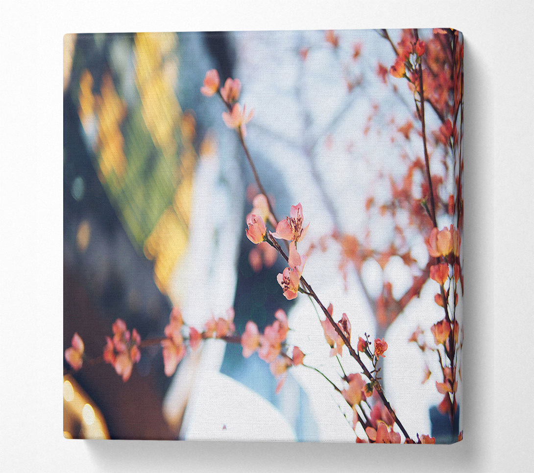  A Canvas Print of Cherry blossum in focus Canvas Wall Art