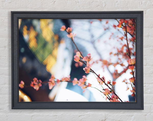 Cherry blossum in focus Framed Print