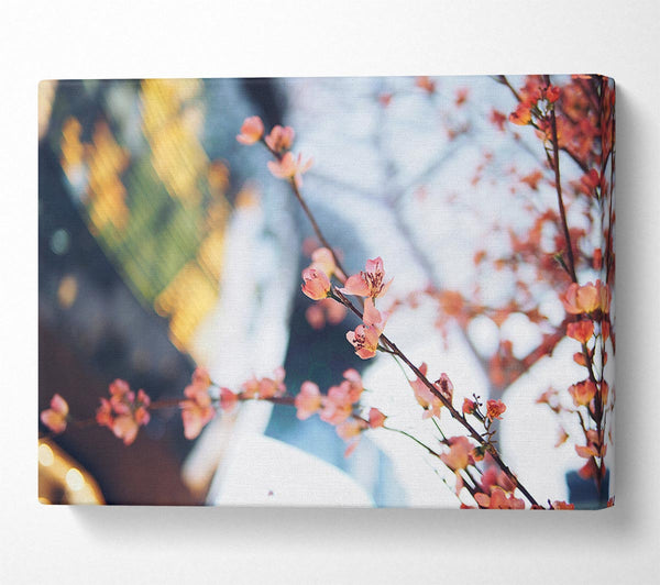  A Canvas Print of Cherry blossum in focus Canvas Wall Art