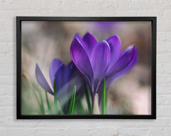 Purple crocus opening up Framed Print