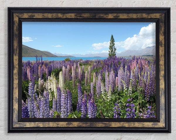 Loopins peering over the lake Framed Print