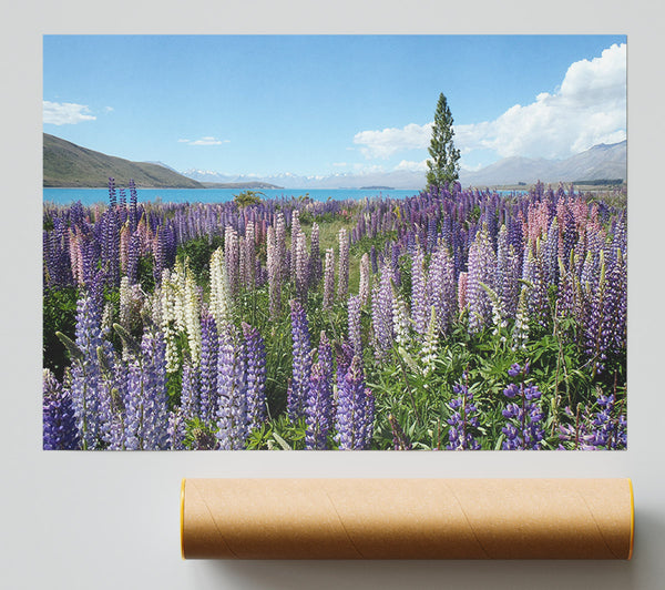 Loopins Peering Over The Lake Print
