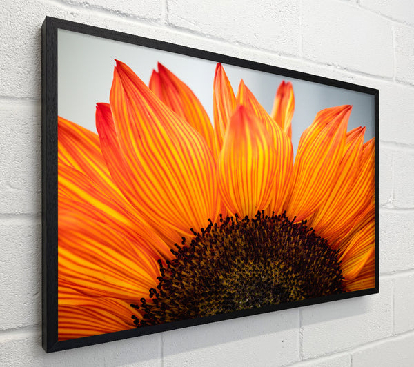 Orange flower opening up close up