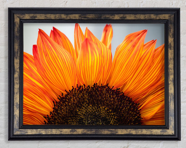 Orange flower opening up close up Framed Print