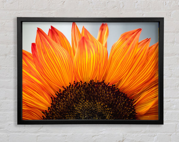 Orange flower opening up close up Framed Print