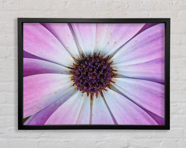 Purple flower close up and personal Framed Print
