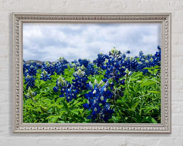 Bue flowers on green stems Framed Print