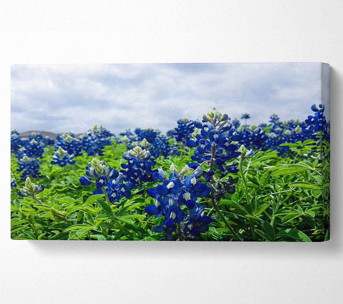  A Canvas Print of Bue flowers on green stems Canvas Wall Art