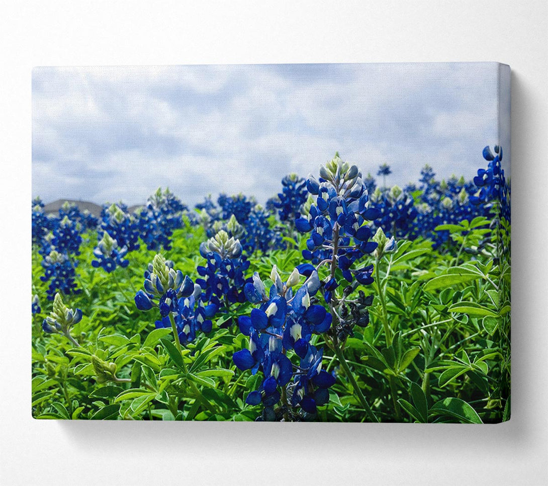  A Canvas Print of Bue flowers on green stems Canvas Wall Art