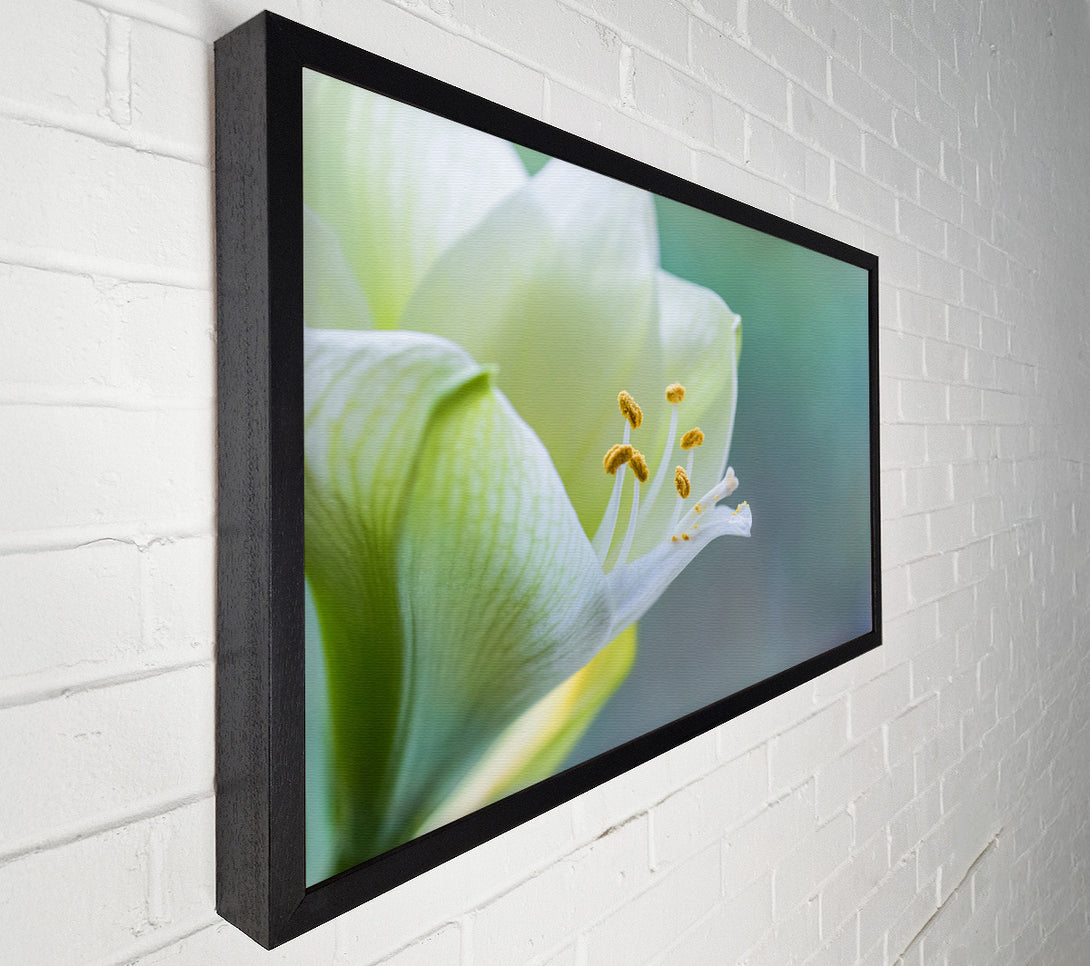  A Canvas Print of White flower with pollen Canvas Wall Art